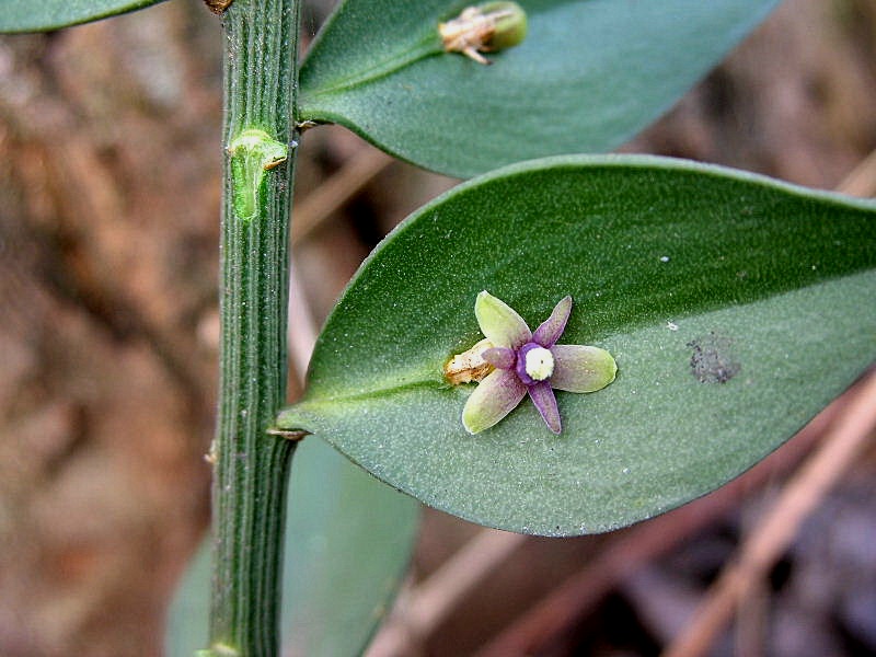 Ruscus aculeatus / Ruscolo pungitopo